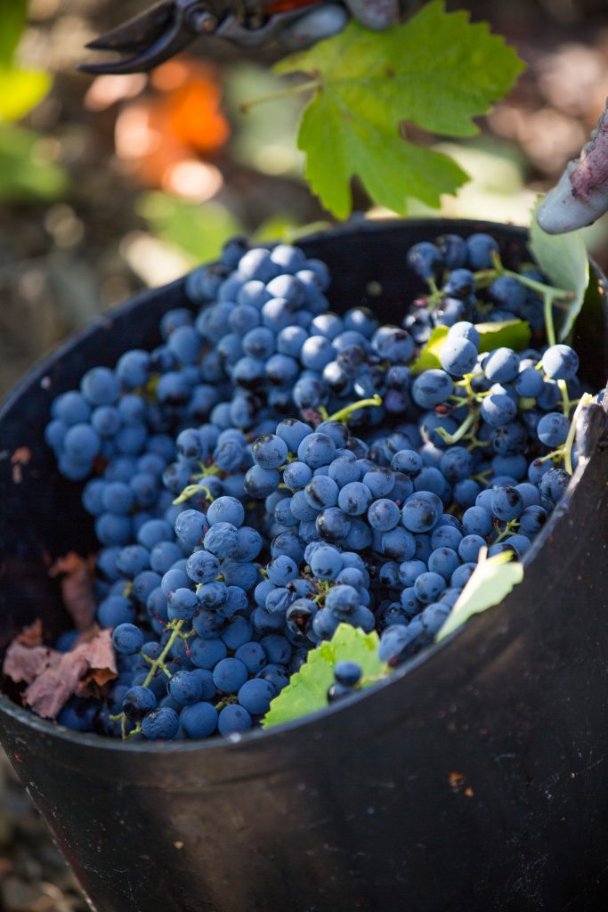 Vignoble Carlos Ferreira Vineyard, Douro Portugal