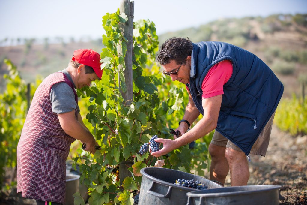 Vignoble Carlos Ferreira Vineyard, Douro Portugal