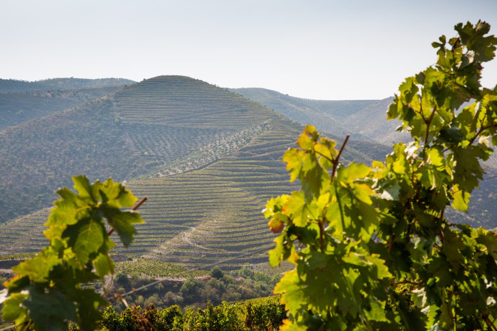 Vignoble Carlos Ferreira Vineyard, Douro Portugal