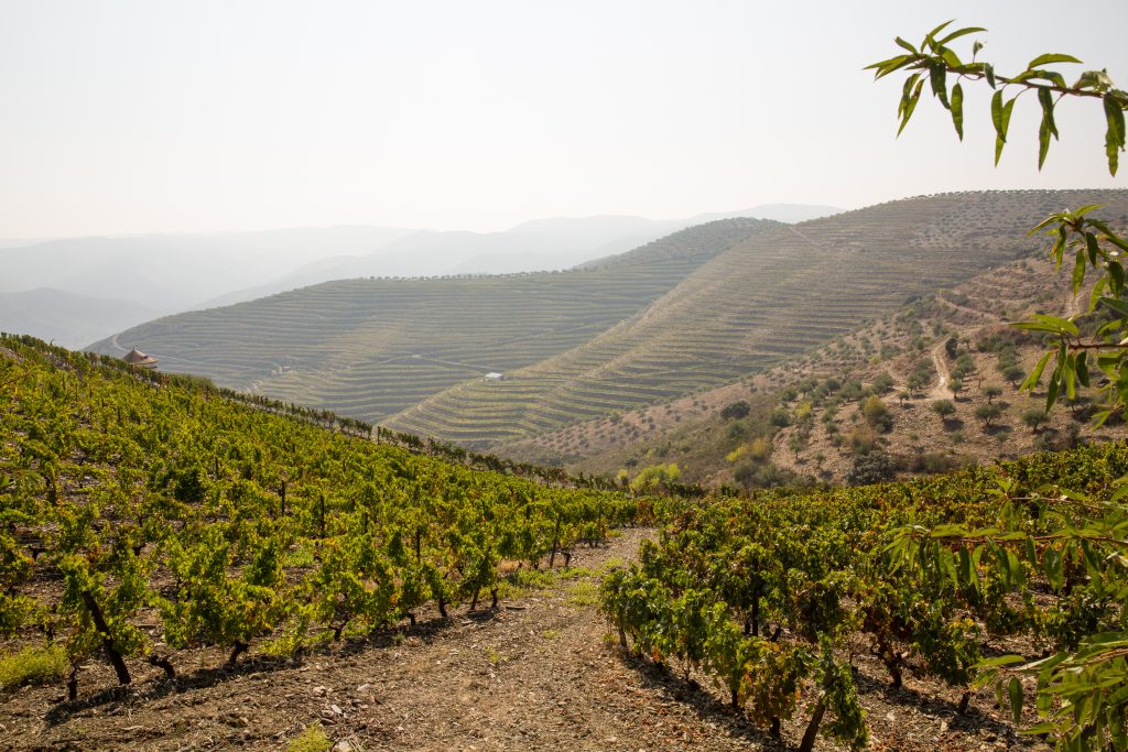 Vignoble Carlos Ferreira Vineyard, Douro Portugal