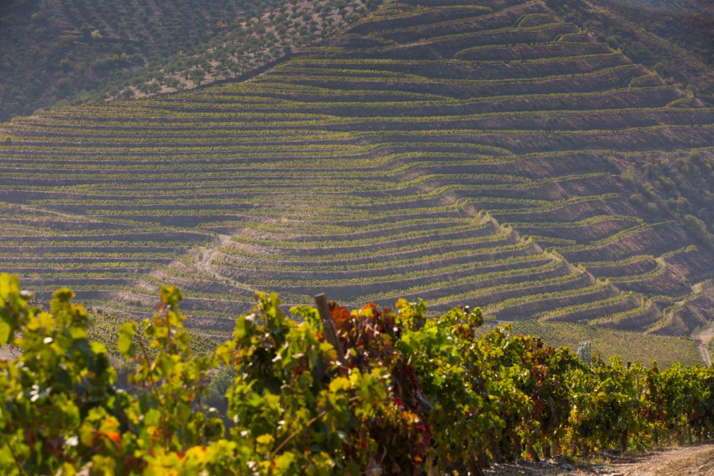 Vignoble Carlos Ferreira Vineyard, Douro Portugal